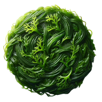 A artistic circular arrangement of seaweed leaves. 