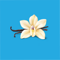 A vanilla flower and pod with a sky blue background 